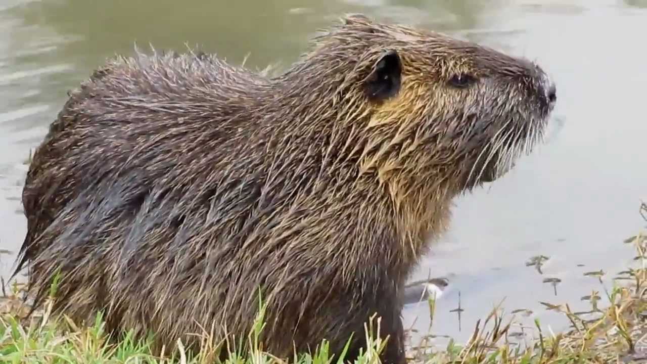 d8b4d983d984-d8add98ad988d8a7d986-d8a7d984d982d986d8afd8b3 شكل حيوان القندس