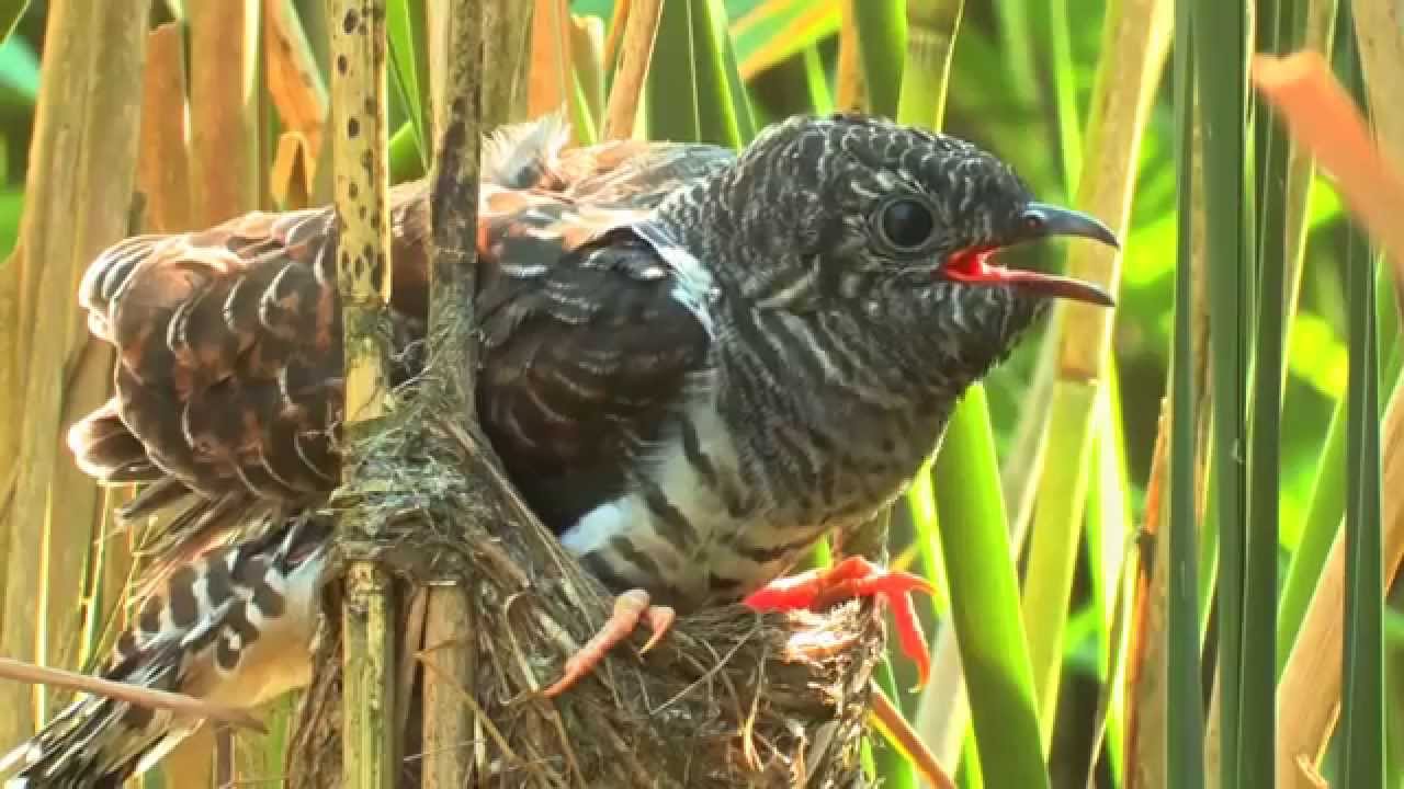 d8b4d983d984-d8b7d8a7d8a6d8b1-d8a7d984d988d982d988d8a7d982 شكل طائر الوقواق