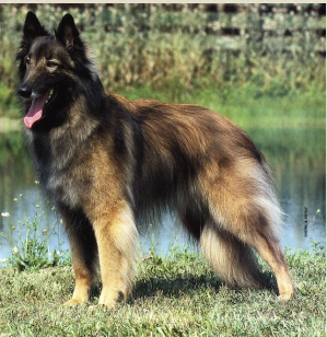 شيبارد البلجيكي Belgian shepherd