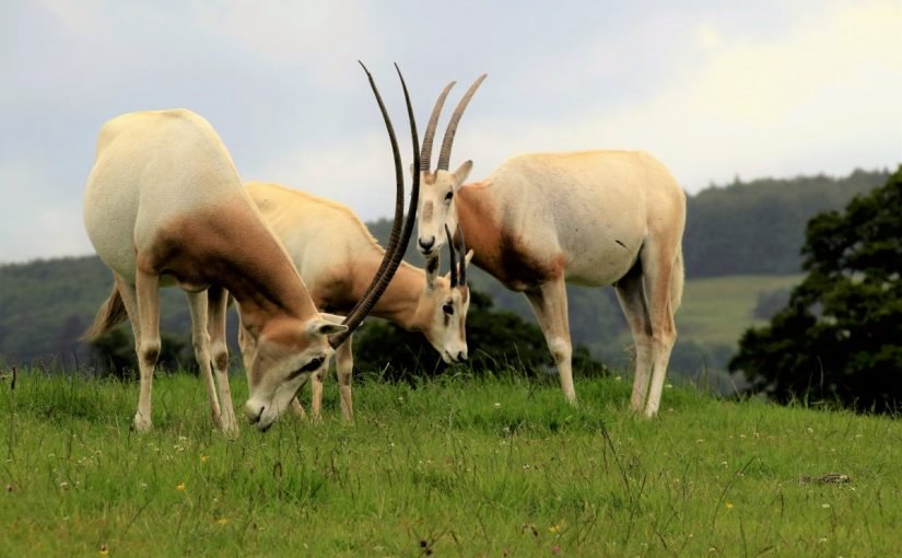 d8b5d981d8a7d8aa-d8a7d984d985d987d8a7-d8a7d984d8b9d8b1d8a8d98a-d988d985d988d8b7d986d987-d988d8add8b1d983d8aad987-d988d8bad8b0d8a7d8a4d987-825x510-2 صفات المها العربي وموطنه وحركته وغذاؤه