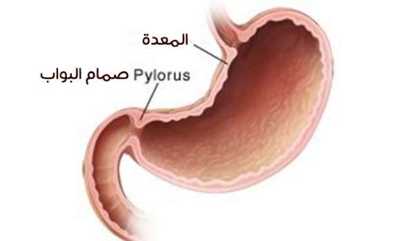 صمام البواب