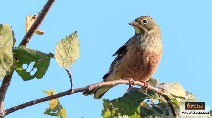 طائر الأورتولان طائر الأورتولان
