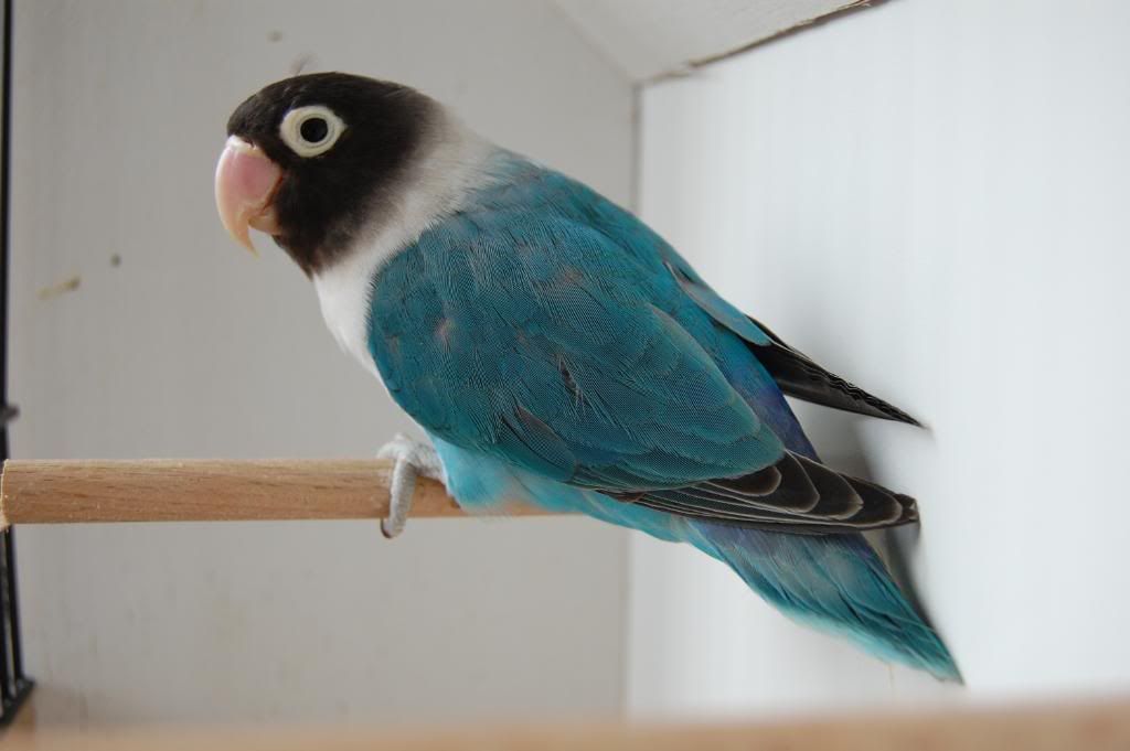 طائر البلو فيشر طائر البلو فيشر