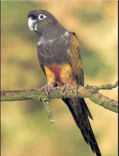 طائر الموف فيشر طائر الموف فيشر