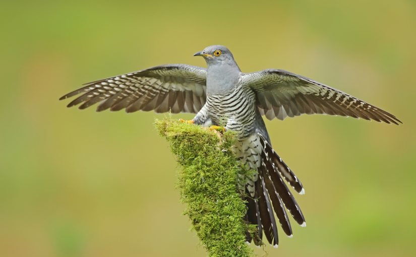 d8b7d8a7d8a6d8b1-d8a7d984d988d8a7d982d988d8a7d982-825x510-2 معلومات عن طائر الوقواق العجيب