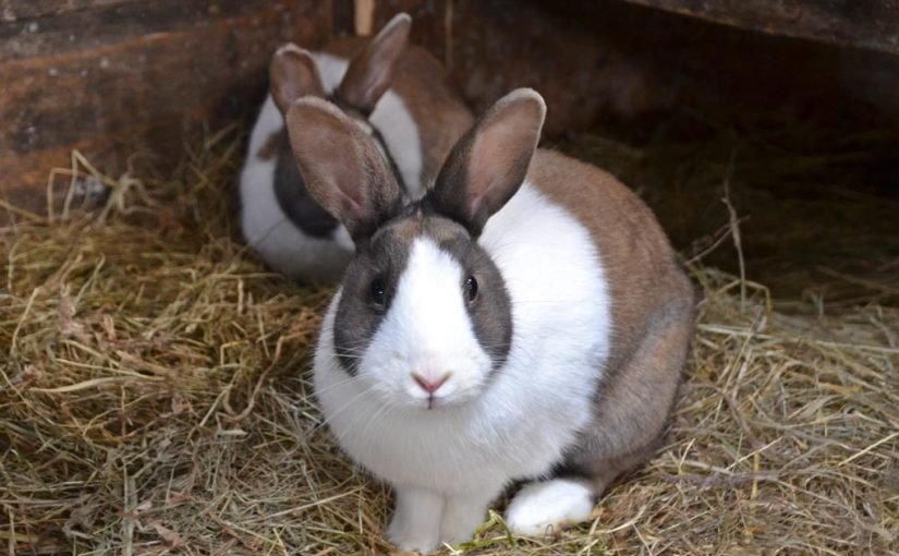 d8b7d8b1d98ad982d8a9-d8aad8b1d8a8d98ad8a9-d8a7d984d8a7d8b1d8a7d986d8a8-d981d98a-d8a7d984d8a8d8b7d8a7d8b1d98ad8a7d8aa-825x510-2 طريقة تربية الارانب في البطاريات