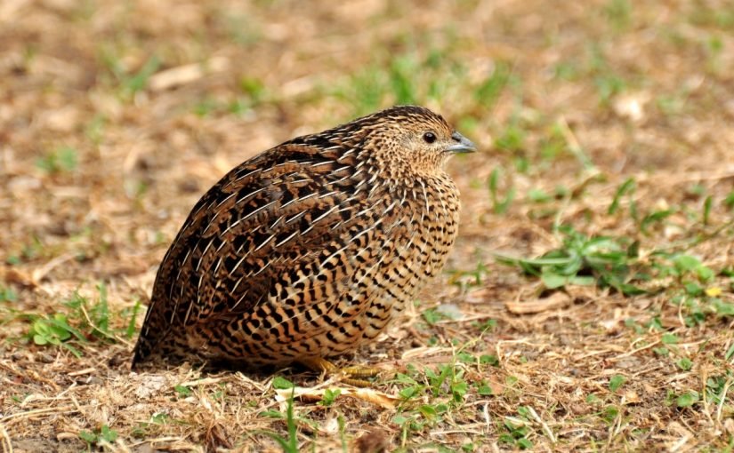 d8b7d98ad8b1-d8a7d984d8b3d985d8a7d986-825x510-2 معلومات حول طائر السمان