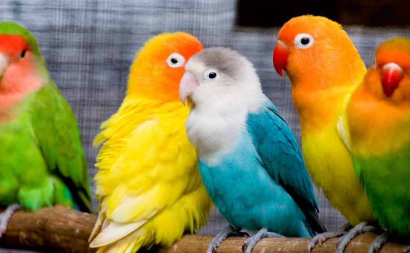 d8b7d98ad988d8b1-d8a7d984d8b1d988d8b2-825x510-2 طيور الروز