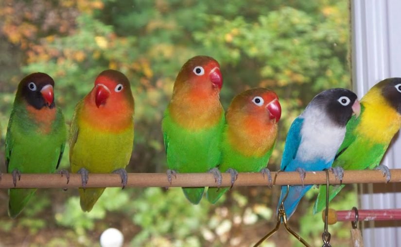 d8b7d98ad988d8b1-d8a7d984d981d98ad8b4d8b1-825x510-2 معلومات عن تربية طيور الفيشر