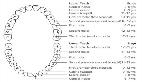 ظهور الأسنان الدائمة