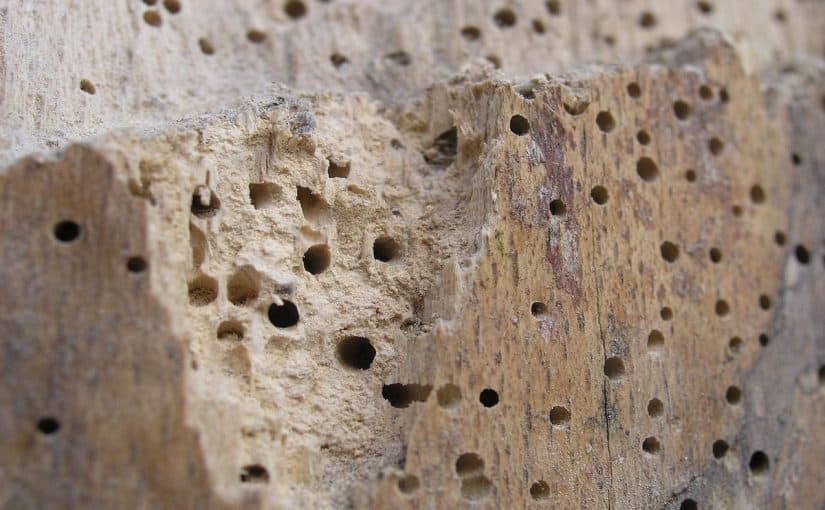 d8b9d984d8a7d8ac-d8b3d988d8b3-d8a7d984d8aed8b4d8a8-825x510-2 علاج سوس الخشب