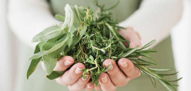 علاج تقرحات الفم بالاعشاب