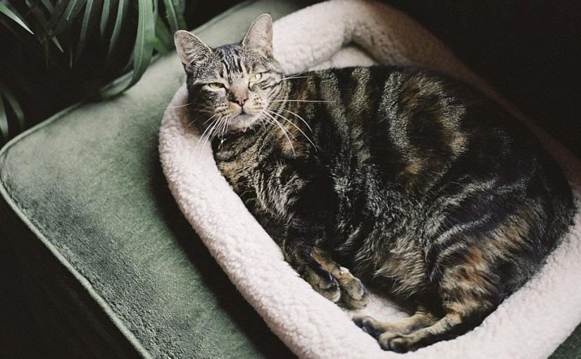 d8b9d984d8a7d985d8a7d8aa-d8add985d984-d8a7d984d982d8b7d8b7-825x510-2 علامات حمل القطط