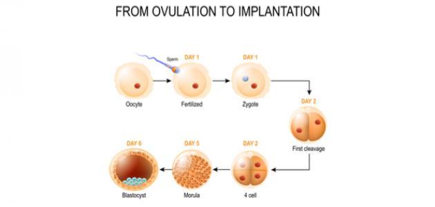 علامات تعشيش البويضة