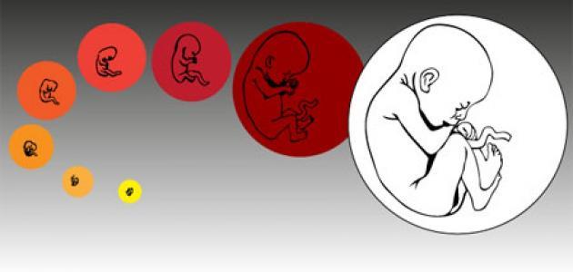 علامات معرفة نوع الجنين