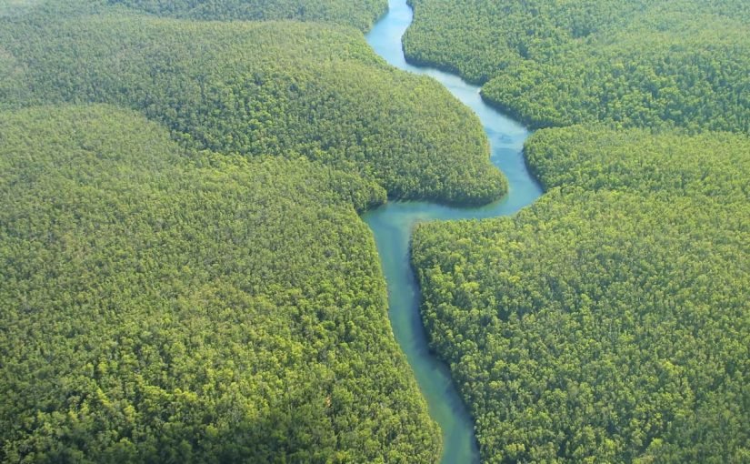 d8bad8a7d8a8d8a7d8aa-d8a7d984d8a7d985d8a7d8b2d988d986-825x510-2 معلومات عن غابات الامازون بالعربي