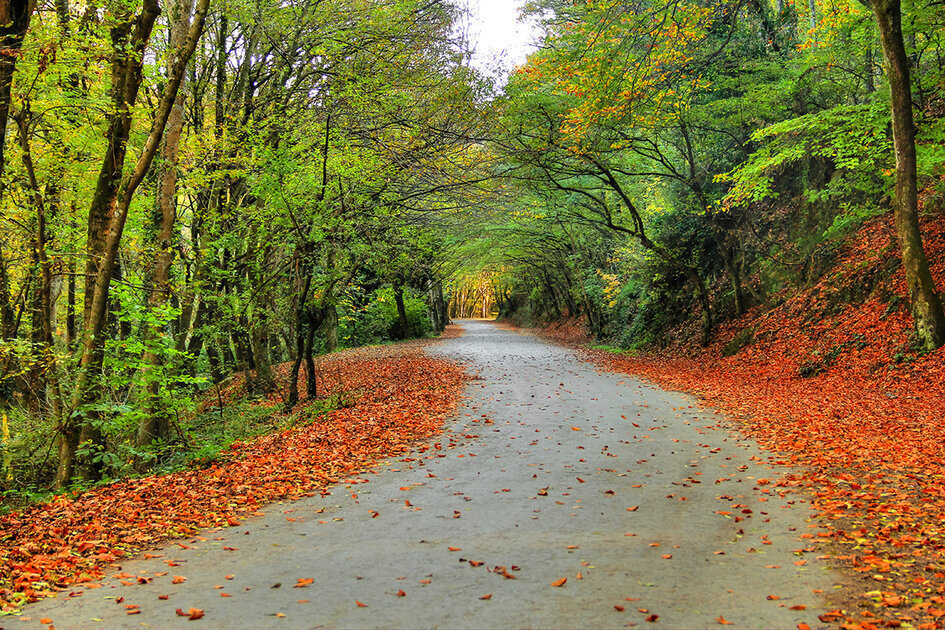 اماكن ترفيهية في اسطنبول غابات بلغراد اماكن ترفيهية في اسطنبول غابات بلغراد