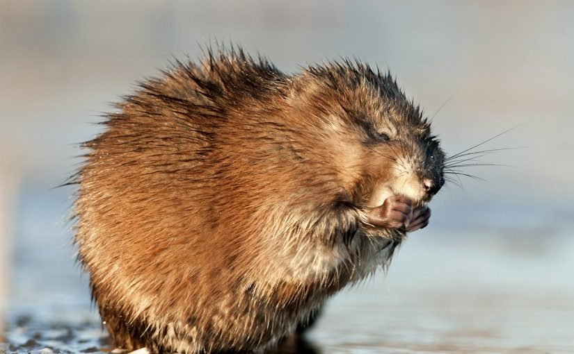 d981d8a3d8b1-d8a7d984d985d8b3d983-825x510-2 فأر المسك