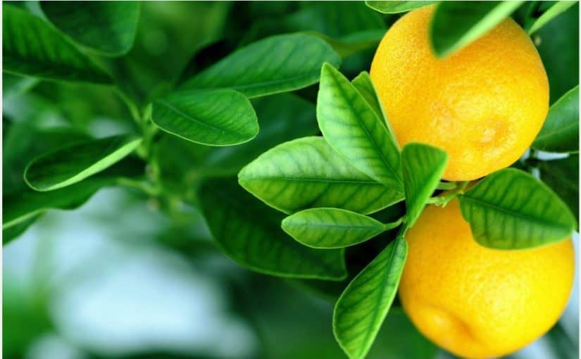 d981d8a7d8a6d8afd8a9-d8a7d984d984d98ad985d988d986-d984d984d8a8d8b4d8b1d8a9-d8a7d984d8afd987d986d98ad8a9-825x510-2 فائدة الليمون للبشرة الدهنية