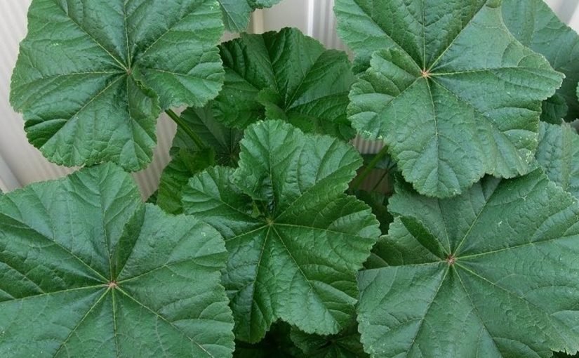 d981d988d8a7d8a6d8af-d8a7d984d8aed8a8d98ad8b2d8a9-d984d984d8aad986d8add98ad981-825x510-2 فوائد الخبيزة للتخسيس