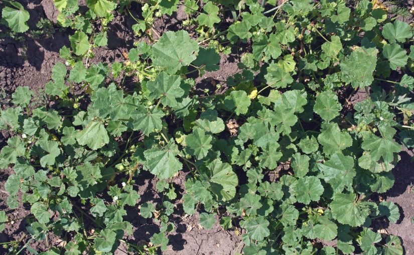 d981d988d8a7d8a6d8af-d8a7d984d8aed8a8d98ad8b2d8a9-d984d984d8aad986d8add98ad9811-825x510-2 فوائد الخبيزة للتنحيف