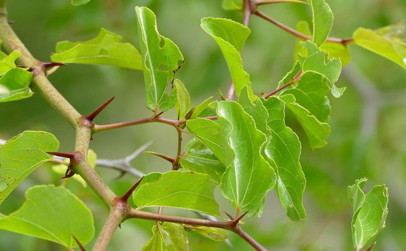 d981d988d8a7d8a6d8af-d8a7d984d8b3d8afd8b1-d984d984d8b4d8b9d8b1-825x510-2 فائدة السدر للشعر المتساقط