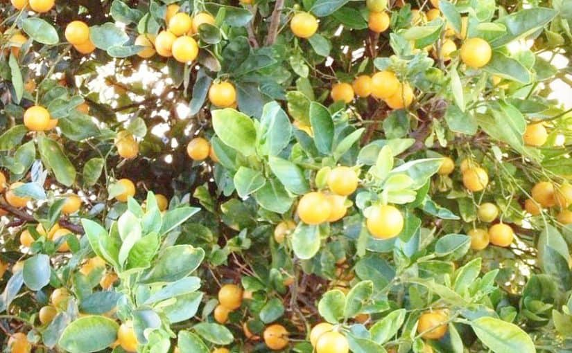 d981d988d8a7d8a6d8af-d8a7d984d8b3d8afd8b1-d984d984d8b4d8b9d8b1-825x510-3 فوائد السدر للشعر