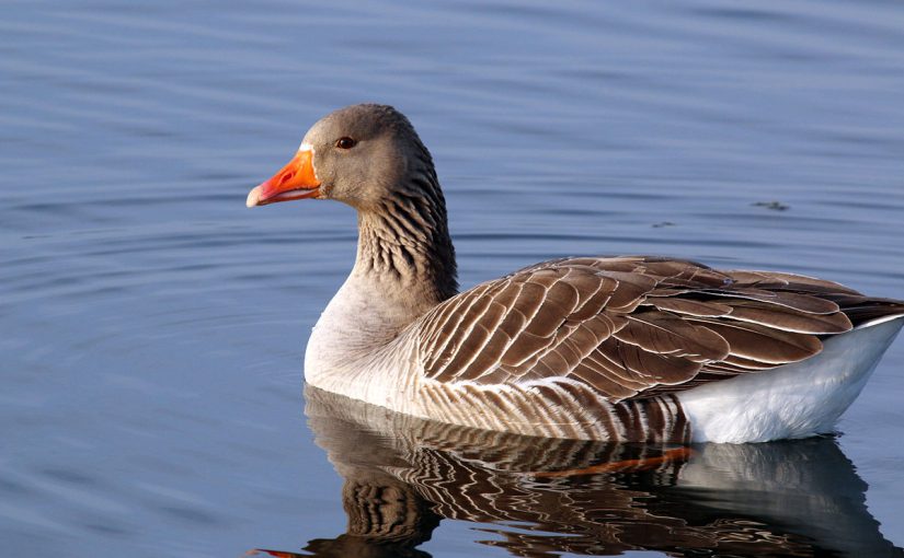 d981d988d8a7d8a6d8af-d8a7d984d988d8b21-825x510-2 معلومات عن الوز