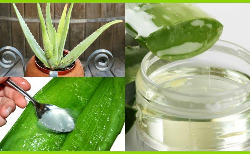 d981d988d8a7d8a6d8af-d8acd984-d8a7d984d8b5d8a8d8a7d8b1-d984d984d8a8d8b4d8b1d8a9-825x510-2 فوائد جل الصبار للبشرة