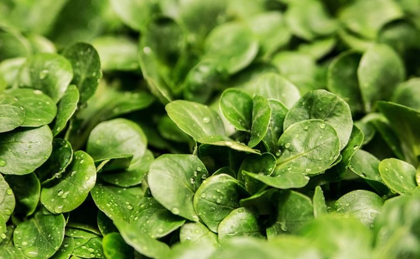 d981d988d8a7d8a6d8af-d8b2d98ad8aa-d8a7d984d8acd8b1d8acd98ad8b1-d984d984d8b4d8b9d8b1-825x510-2 فوائد زيت الجرجير للشعر وكيفية استخدامه