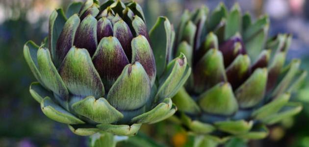 فوائد ارضي شوكي