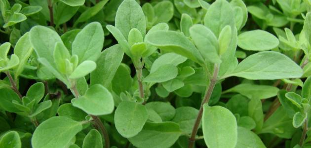 فوائد البردقوش للهرمونات