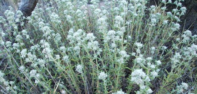 فوائد الجعدة للغدة الدرقية