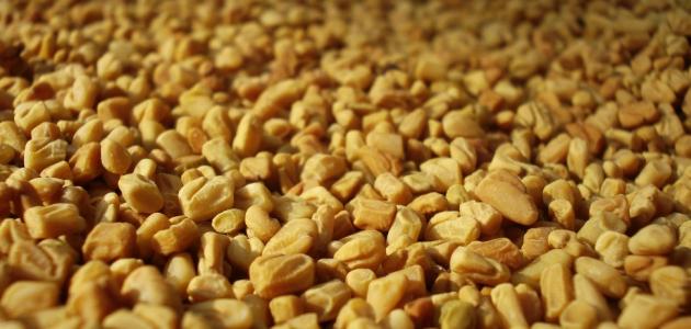 فوائد الحلبة للسكري