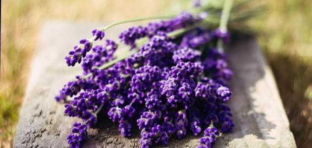 فوائد الخزامى