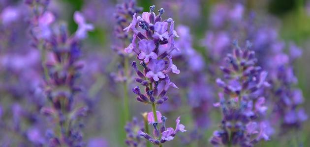 فوائد الخزامى للشعر المتساقط