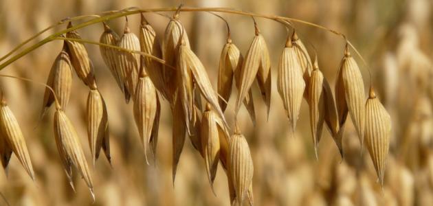 فوائد الشوفان