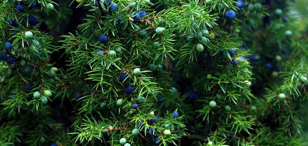 فوائد العرعر للبشرة