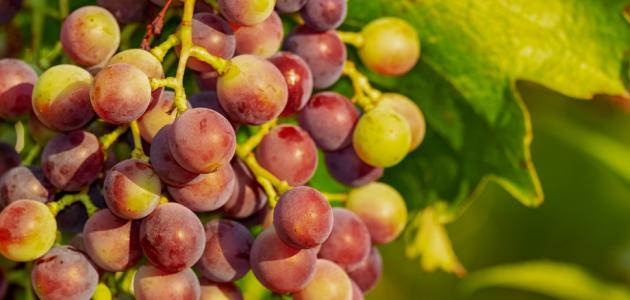 فوائد العنب للحامل