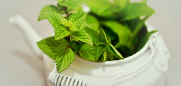 فوائد النعناع