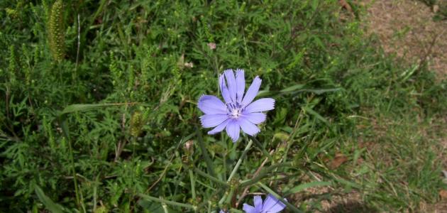 فوائد الهندباء