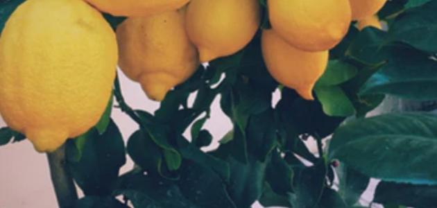 فوائد اوراق الليمون