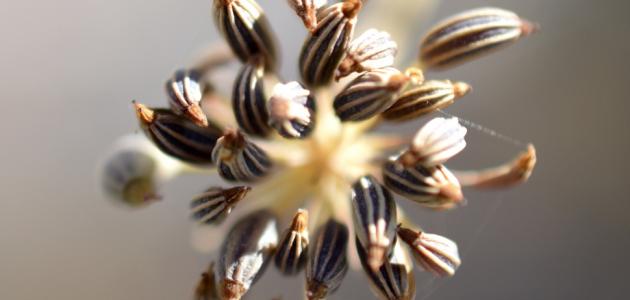 فوائد بذور الشمر