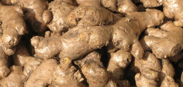 فوائد جذور الزنجبيل