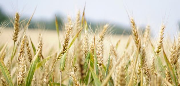 فوائد جنين القمح للبشرة