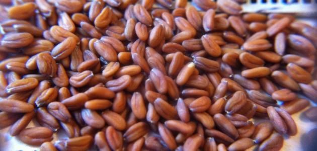 فوائد حب الرشاد