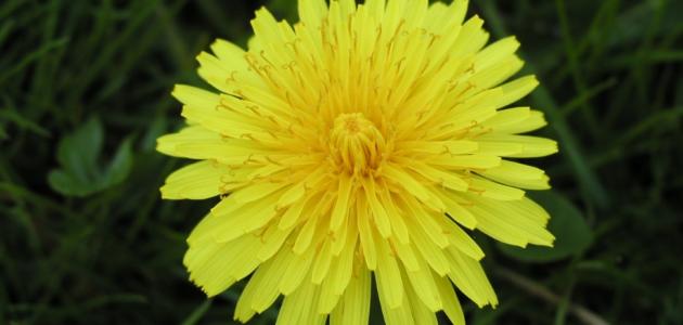 فوائد حشيشة القلب