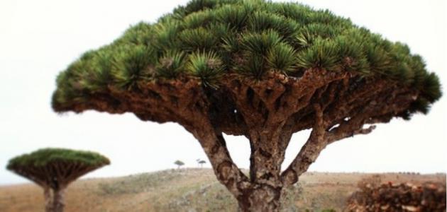 فوائد دم الاخوين