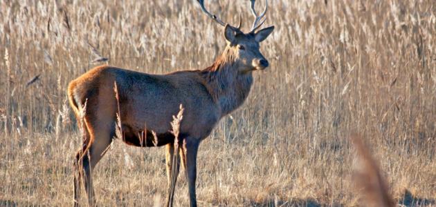 فوائد دم الغزال