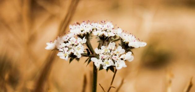 فوائد زريعة البسباس